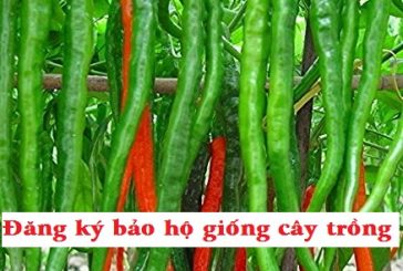 Đăng ký bảo hộ giống cây trồng tại Kiên Giang